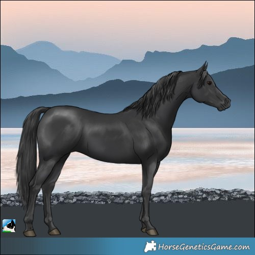 Horse Color:Black Mushroom Rabicano 