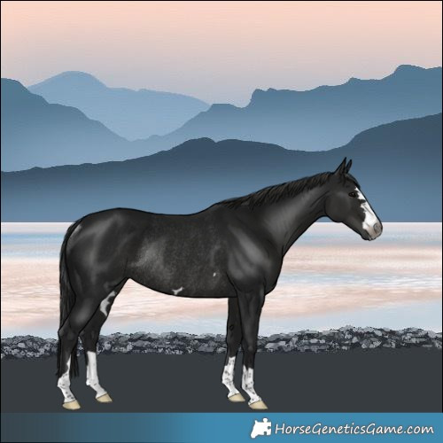 Horse Color:Gray Black Rabicano 