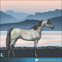 Horse Color:White Spotted Blue Roan Mushroom Merle 