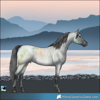 Horse Color:White Spotted Blue Roan Mushroom Merle