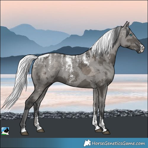 Horse Color:Powder White Grullo Merle 