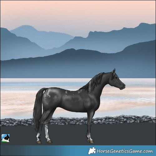 Horse Color:Powder White Black Rabicano 