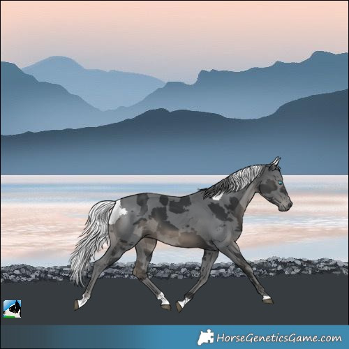 Horse Color:Black Merle