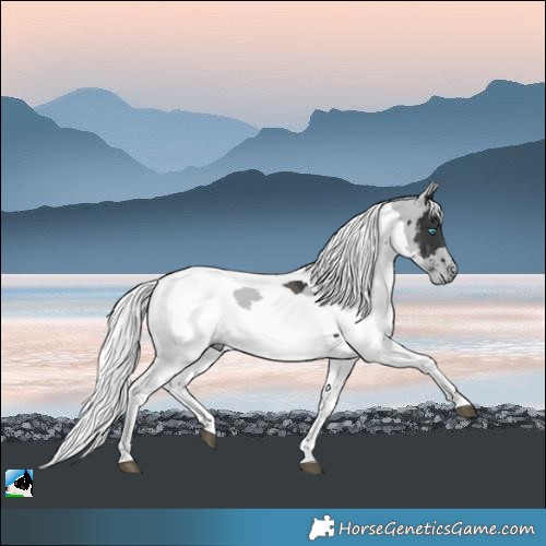 Horse Color:Black Merle
