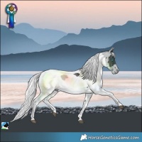 Horse Color:Black Merle