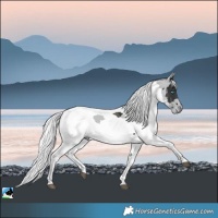 Horse Color:Black Merle