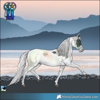 Horse Color:Black Merle