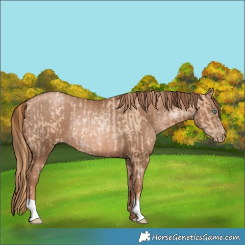 Horse Color:Gold Champagne Pearl Rabicano  and Liver Chestnut Pearl Rabicano 