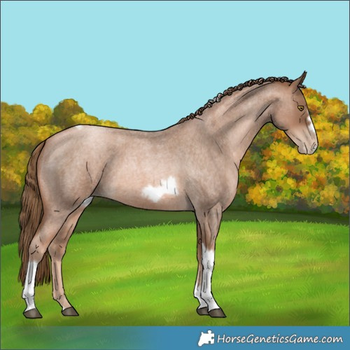 Horse Color:Liver Red Roan Pearl Tobiano Frame 