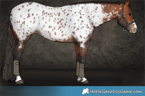 Horse Color:Bay Appaloosa
