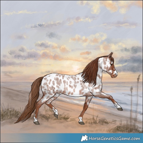 Horse Color:Red Roan Near Leopard Rabicano 
