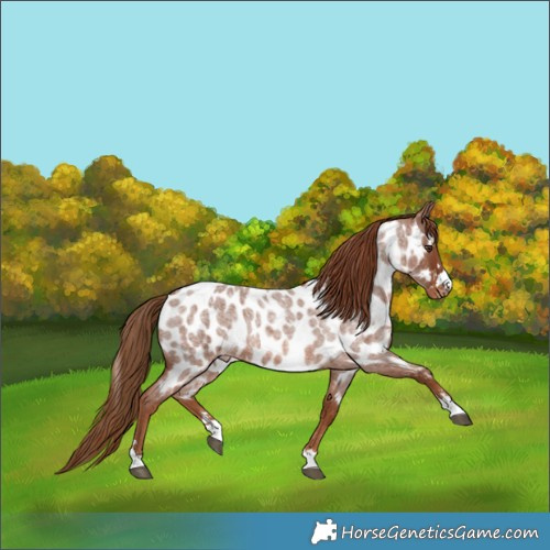 Horse Color:Red Roan Appaloosa Rabicano