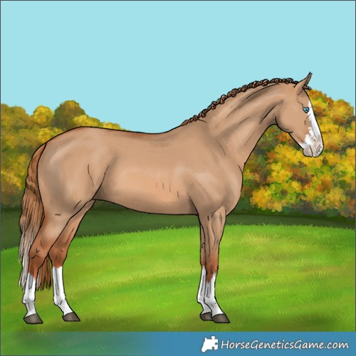 Horse Color:Red Dun Splash 