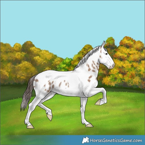 Horse Color:Classic Champagne Splash Tobiano Leopard Rabicano 