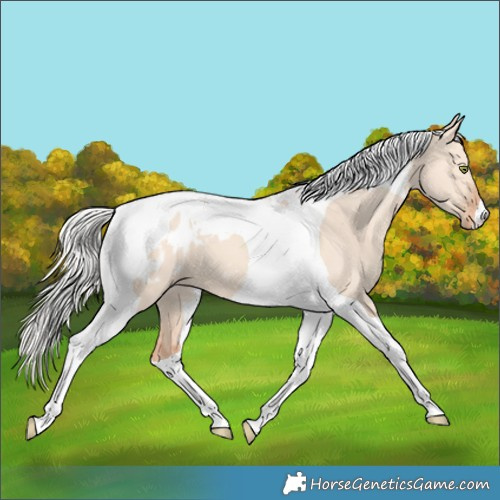 Horse Color:Silver Amber Champagne Dun Tobiano Blanket