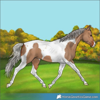 Horse Color:Silver Brown Dun Tobiano
