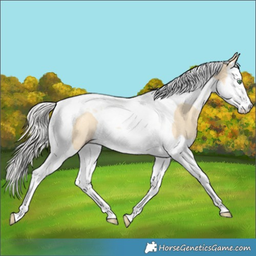 Horse Color:Silver Sable Cream Champagne Dun Splash Tobiano Rabicano