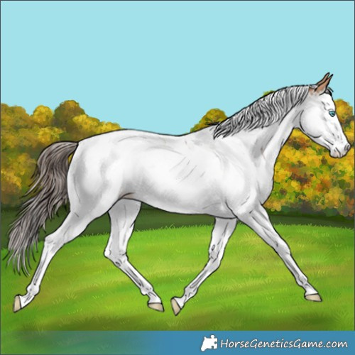 Horse Color:Bay Dun Splash Tobiano Near Leopard