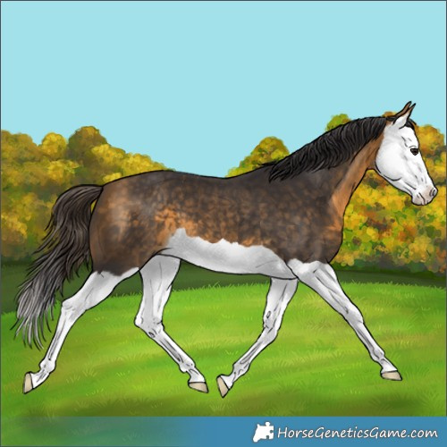 Horse Color:Buckskin Splash 