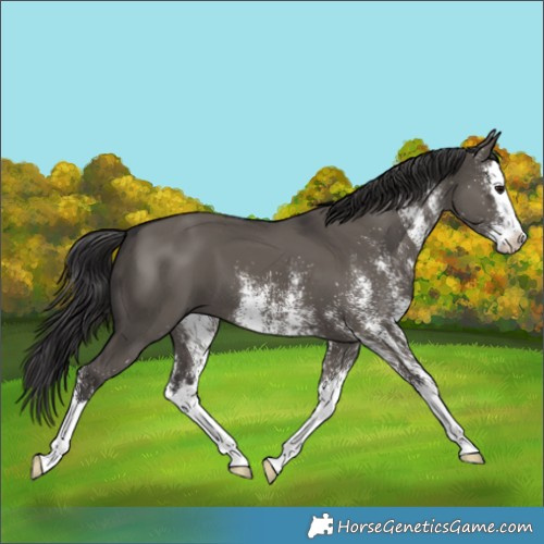 Horse Color:White Spotted Smoky Grullo Splash