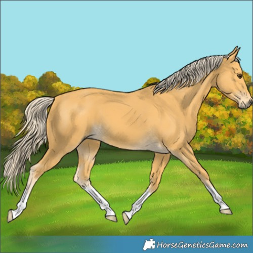Horse Color:Palomino 