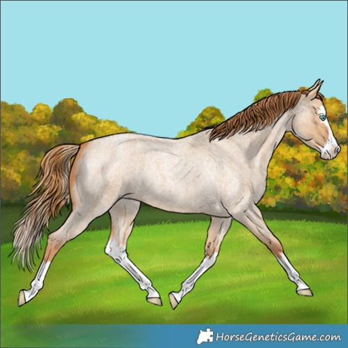 Horse Color:Red Dun Roan Splash