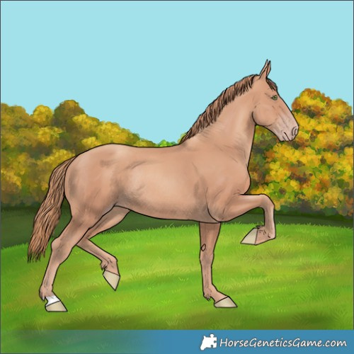 Horse Color:Gold Champagne Rabicano