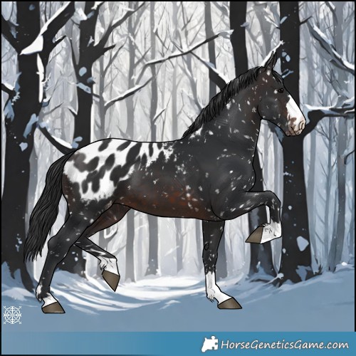 Horse Color:Brown Appaloosa 