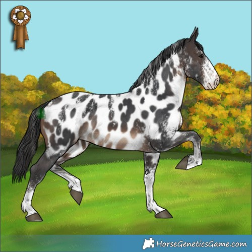 Horse Color:Powder White White Spotted Brown Appaloosa Rabicano 