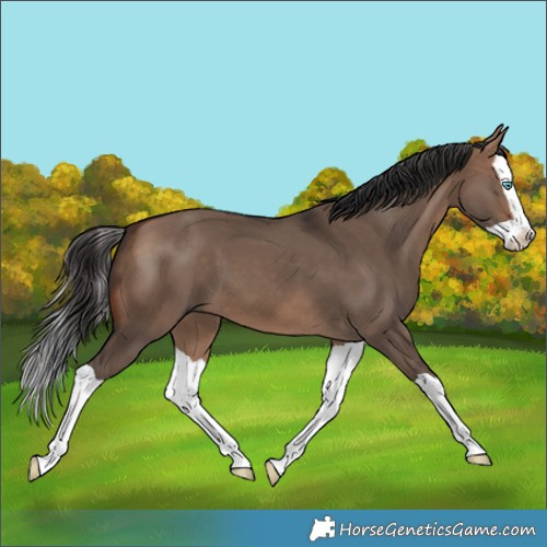 Horse Color:Bay Dun Splash
