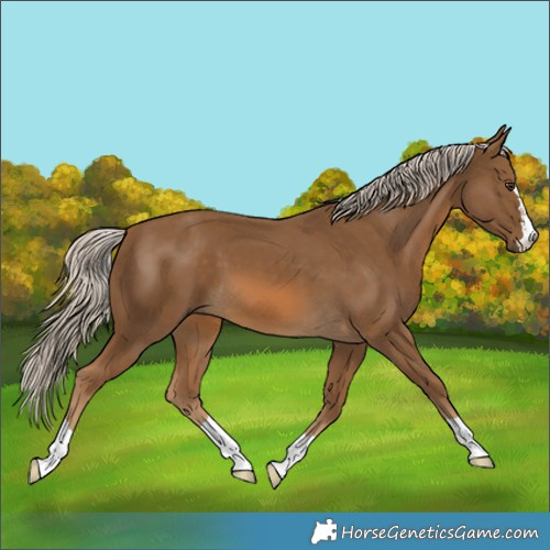 Horse Color:Chocolate Palomino 