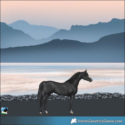 Horse Color:Black Splash Rabicano 