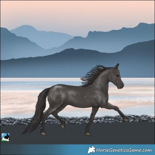 Horse Color:Smoky Black Rabicano