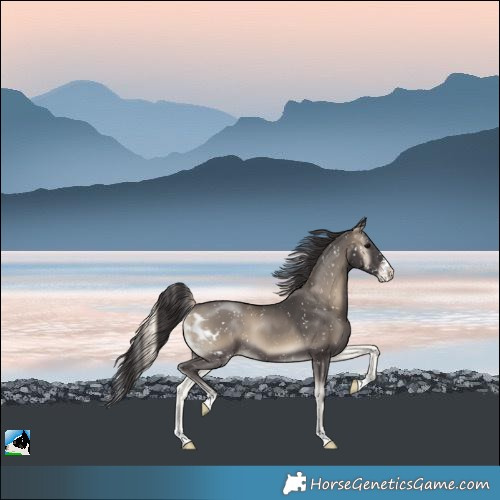 Horse Color:Smoky Blue Onyx Skewed Appaloosa 
