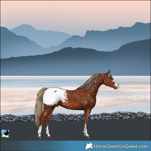Horse Color:Chestnut Appaloosa 