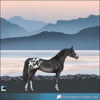 Horse Color:Black Blanket 