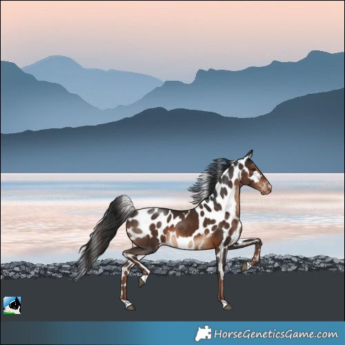 Horse Color:Liver Chestnut Skewed Appaloosa 