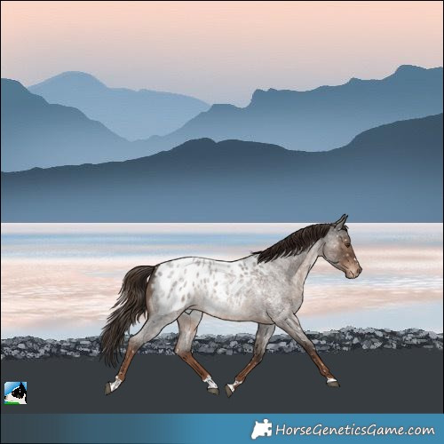 Horse Color:Liver Red Roan Appaloosa 
