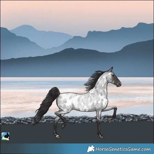 Horse Color:Smoky Blue Roan Near Leopard