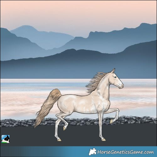 Horse Color:White Spotted Perlino Rabicano