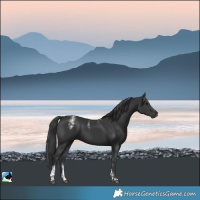 Horse Color:Powder White Black Rabicano