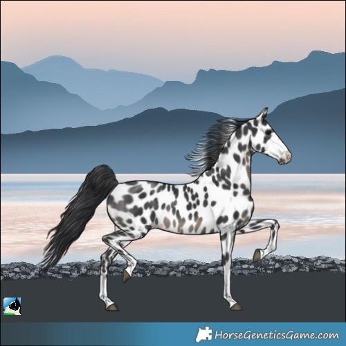 Horse Color:Black Appaloosa
