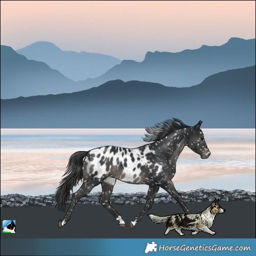 Horse Color:Black Near Leopard