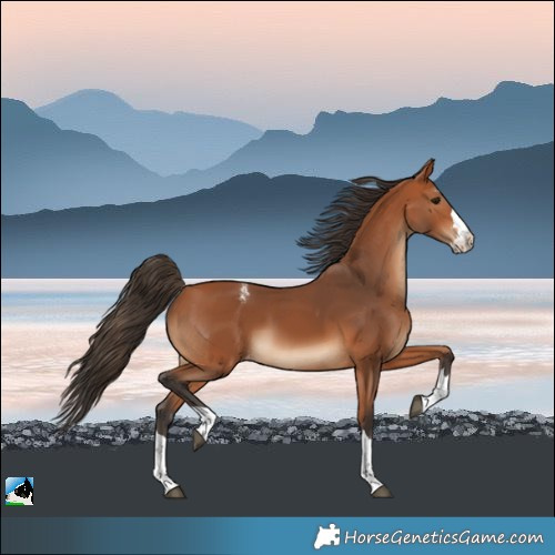 Horse Color:Bay Varnish