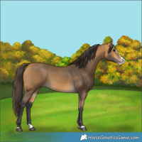 Horse Color:Buckskin Splash 