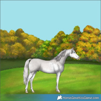 Horse Color:Platinum Chocolate Palomino Dun Splash Rabicano 