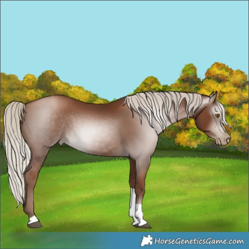 Horse Color:Gray Silver Black Pearl Tobiano