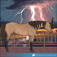 Horse Color:Bay Dun 