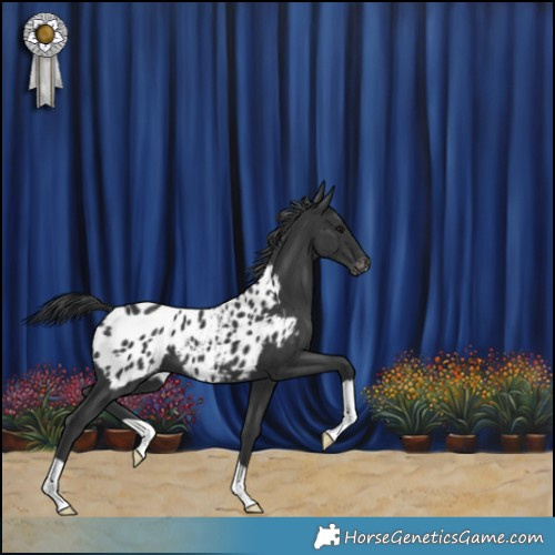 Horse Color:Black Appaloosa 