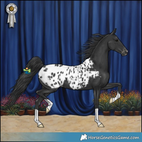 Horse Color:Black Appaloosa